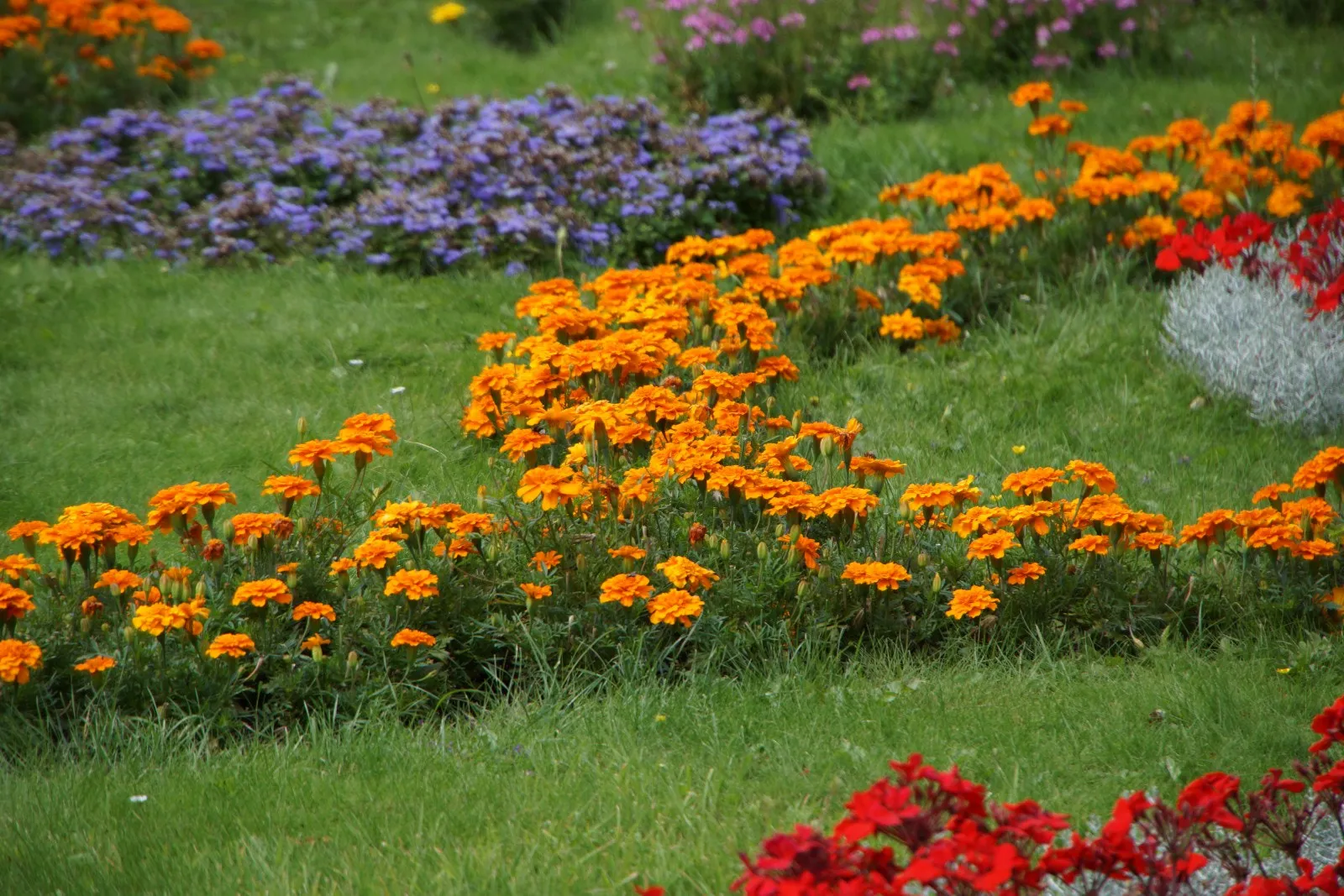 500px provided description: Flora Kln O [#field ,#spring ,#garden ,#meadow ,#flower bed ,#springtime ,#shrub ,#wildflower ,#plantation ,#fruit tree ,#cultivated