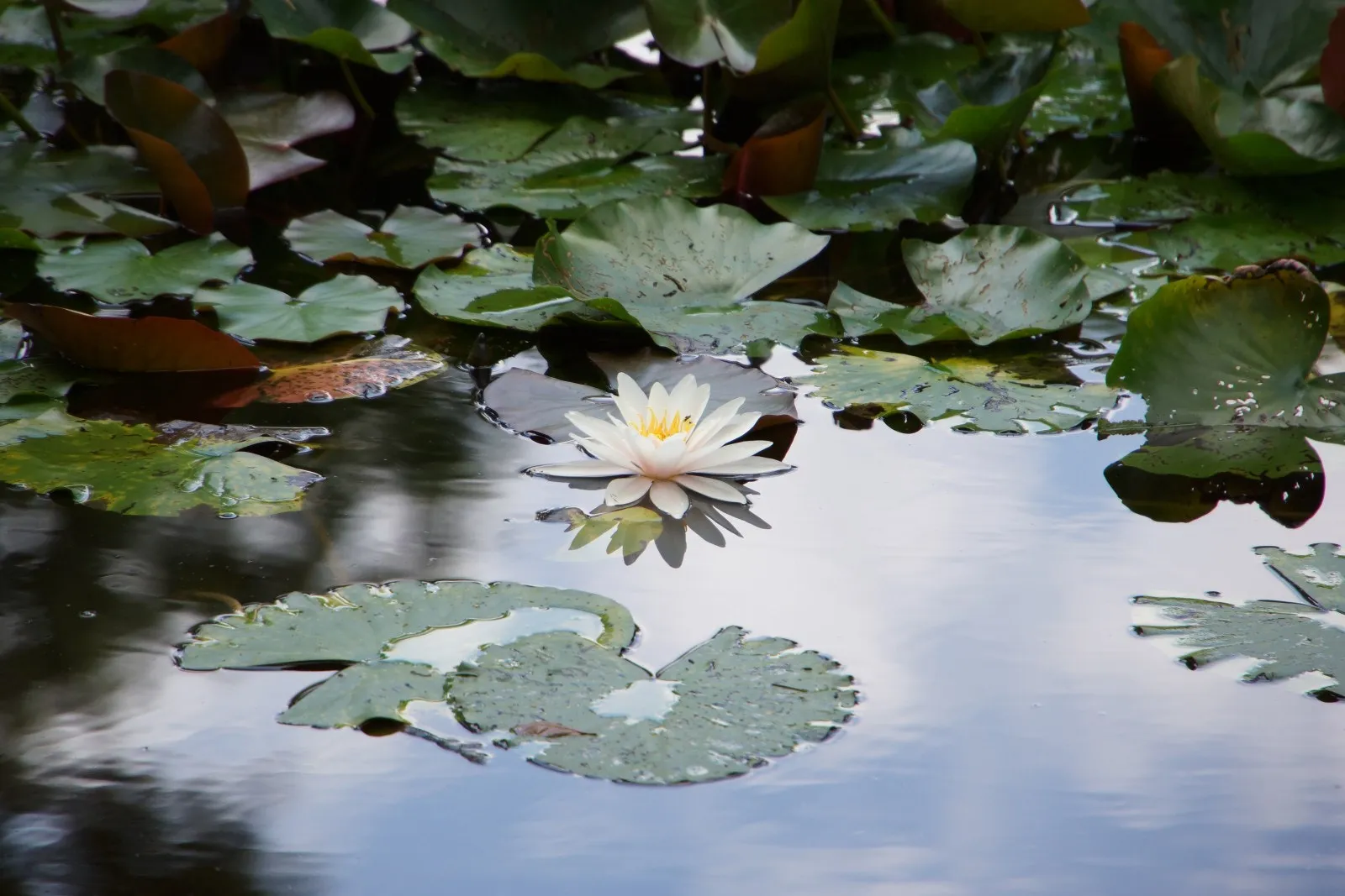 500px provided description: Flora Kln O [#spring ,#lily ,#flower ,#floral ,#petal ,#blossom ,#botanical ,#hydrangea ,#blooming ,#in bloom ,#water garden ,#lily 