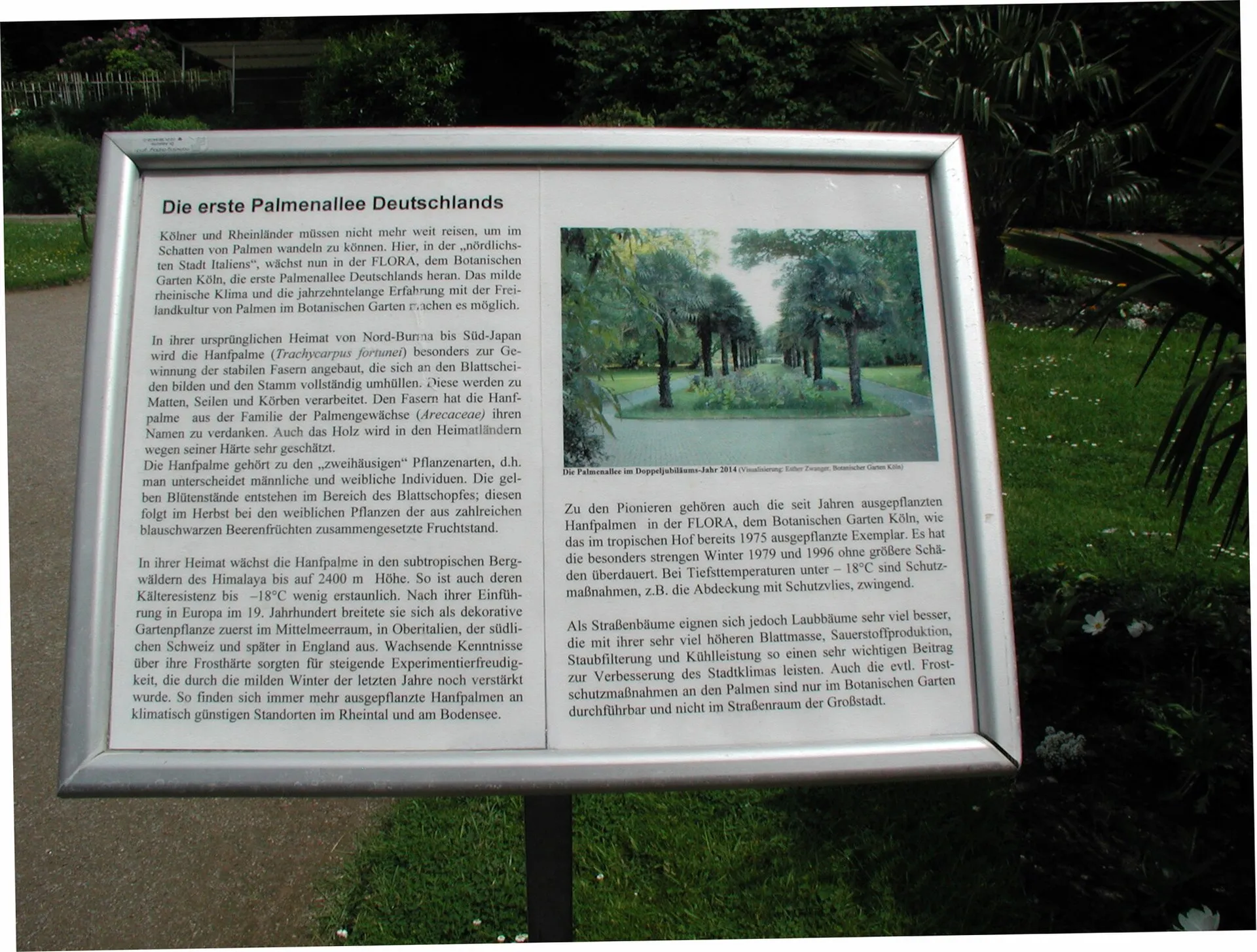 Flora Köln, Info zur Hanfpalmenpflanzung