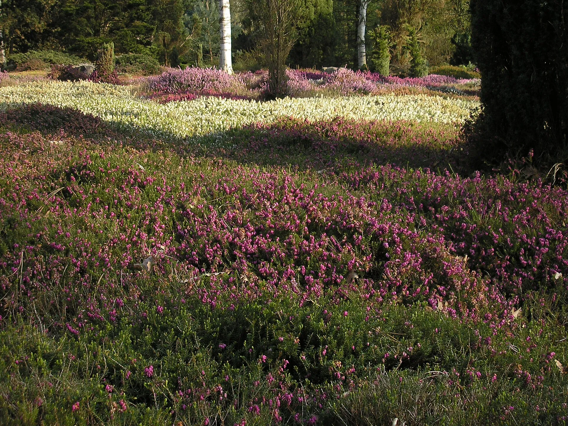 Heidelandschaft im Forstbotanischen Garten Köln-Rodenkirchen.