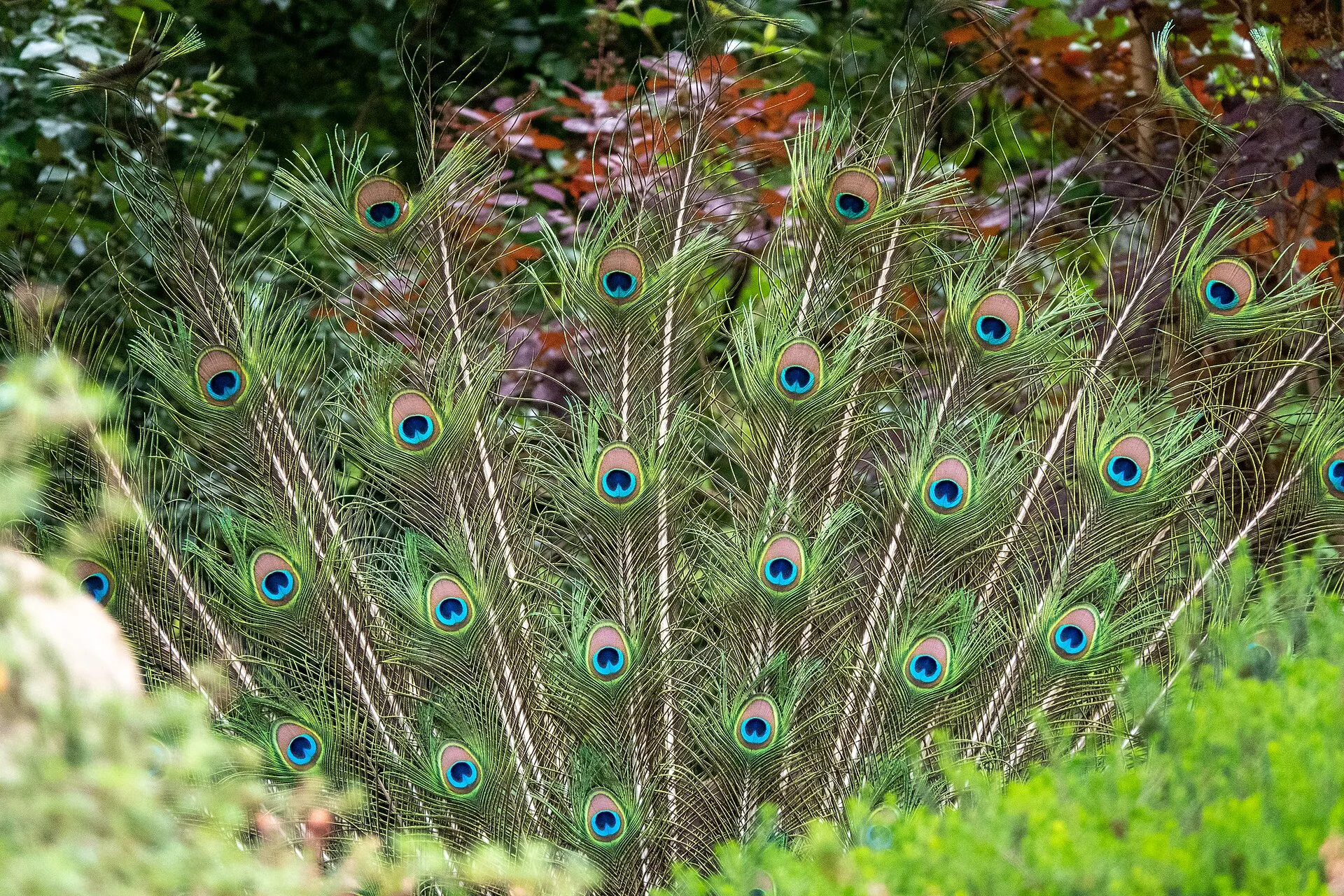 Peacock in Forstbotanischer Garten in Cologne