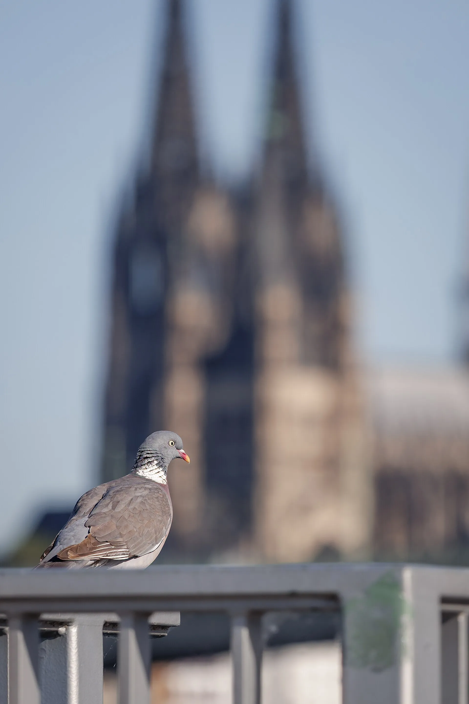 Ringeltaube vor dem Kölner Dom
