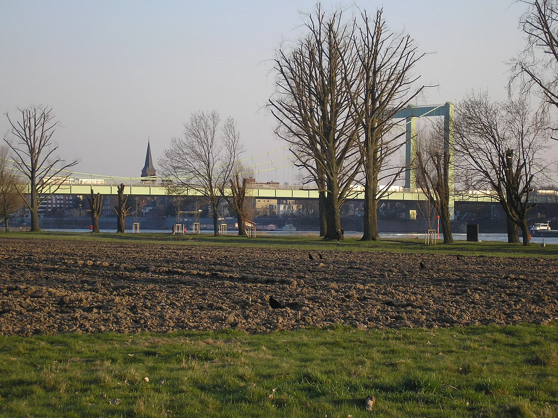 Acker in Köln-Poll, im Hintergrund die Rodenkirchener Autobahnbrücke