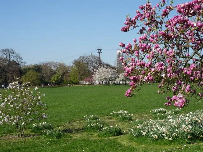 Rheinpark Köln im April mit der Rheinseilbahn im Hintergrund Größeres und schärferes Bild, sowie weitere Bilder des Rheinparks sind auf der Seite von KölnWiki z
