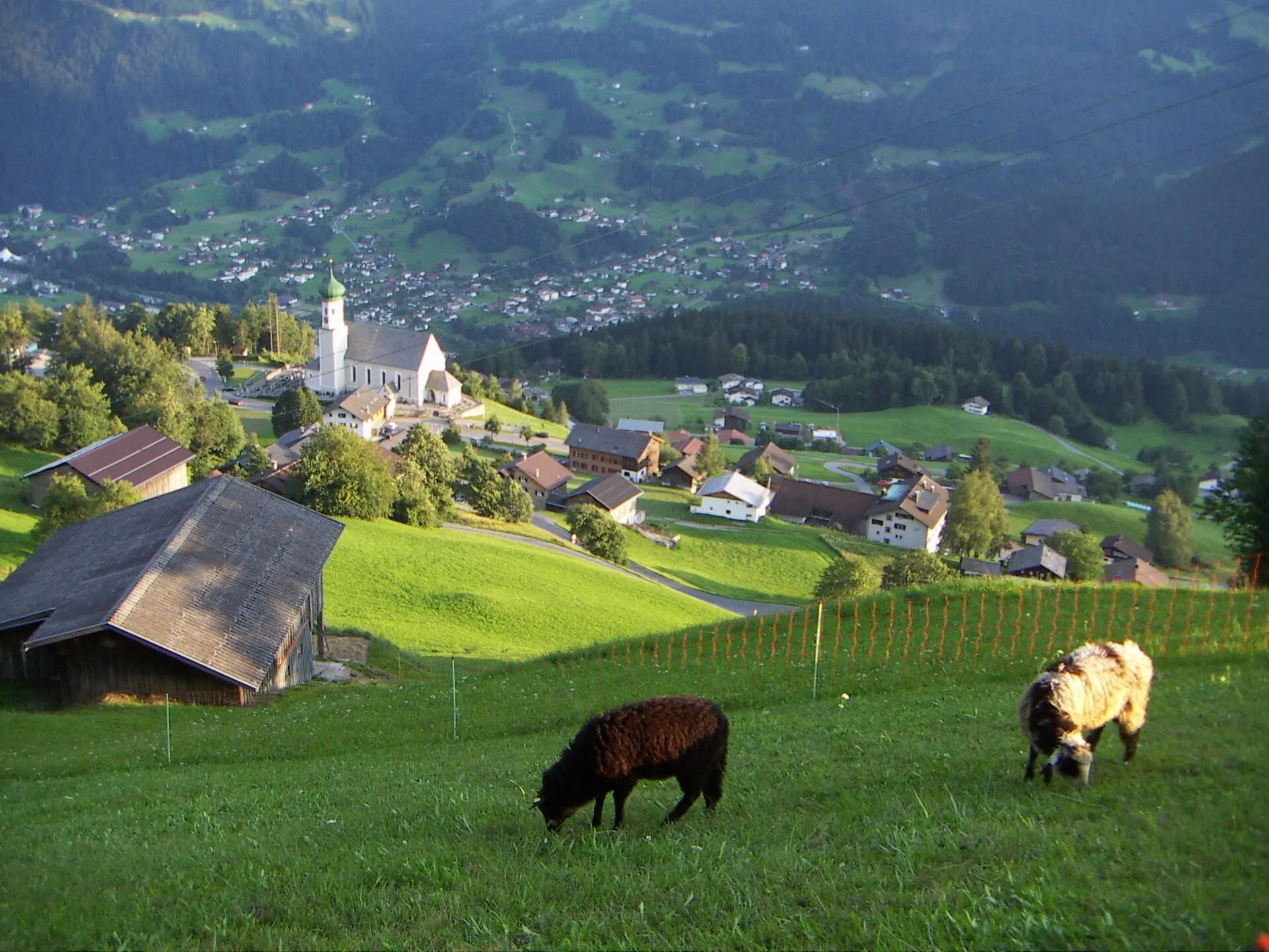 Montafoner Steinschafe , in Bartholomäberg , im Hintergrund St. Bartholomäus Kirche